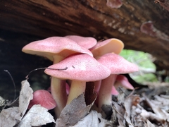 Tricholomopsis rutilans