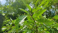 Ficus racemosa