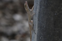 Anolis argenteolus