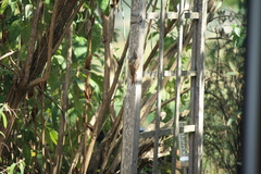 Certhia brachydactyla