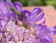 Oedemera lurida