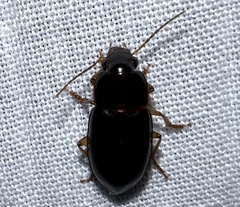 Notiobia