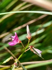 Desmodium incanum
