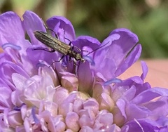 Oedemera lurida