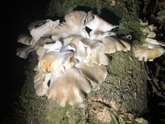 Pleurotus