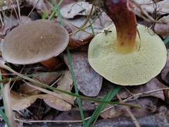 Xerocomellus chrysenteron