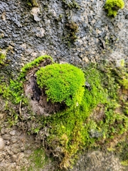 Hydrogonium croceum