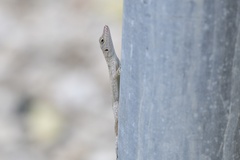 Anolis argenteolus