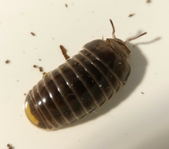 Glomeridae