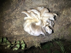 Pleurotus