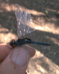 Tramea binotata
