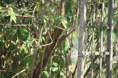 Certhia brachydactyla