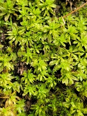 Encalypta streptocarpa