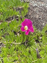 Petunia integrifolia