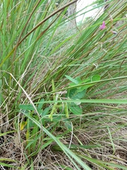 Desmodium incanum