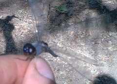 Tramea binotata