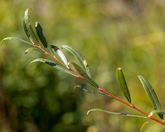Salix candida