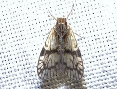 Bothriocera
