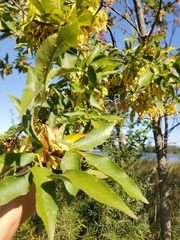 Fraxinus pennsylvanica