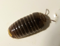 Glomeridae