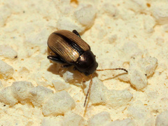 Chaetocnema conducta