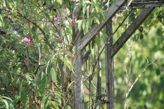 Certhia brachydactyla