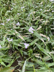 Murdannia keisak