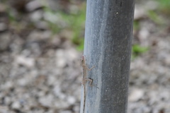 Anolis argenteolus