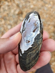 Unionoidea
