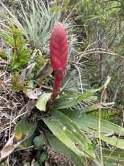 Vriesea