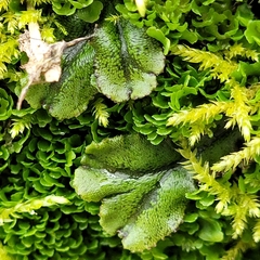Marchantia polymorpha polymorpha