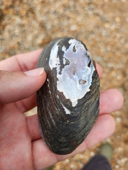 Unionoidea