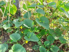 Cucumis melo