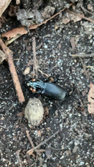 Pterostichus melanarius