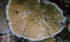 Montipora patula