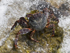 Grapsus grapsus