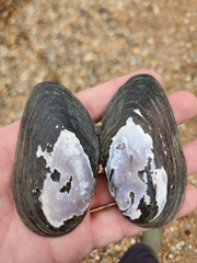 Unionoidea