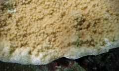 Montipora patula