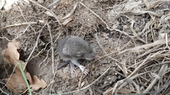 Rodentia