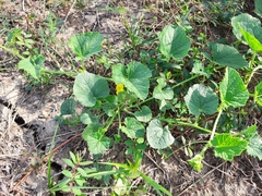 Cucumis melo
