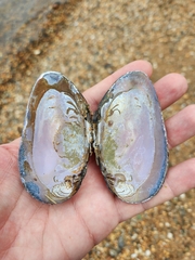 Unionoidea