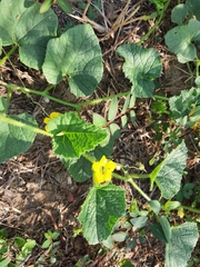 Cucumis melo