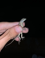 Tropidurus