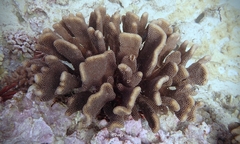 Pocillopora grandis