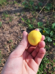 Cucumis melo