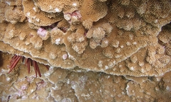 Montipora capitata