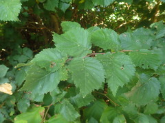 Ulmus minor