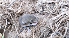 Rodentia