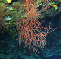Melithaea sinaica