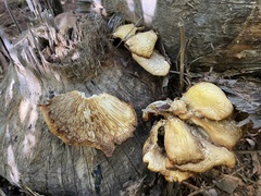 Pleurotus ostreatus